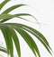 Plant in a Box - Howea Forsteriana - Kentia palm - XXL Groene kamerplant - Pot 24cm - Hoogte 150-170cm