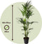 Plant in a Box - Howea Forsteriana - Kentia palm - XXL Groene kamerplant - Pot 24cm - Hoogte 150-170cm