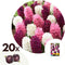 Plant in a Box - Hyacintbollen Pastel Mix - 20x Hyacint bloembollen voor in de tuin - Hyacinthus Woodstock, Hyacinthus Pink Surprise, Hyacinthus Carnegie - Omtrek bloembollen 14/15cm