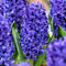 Plant in a Box - Hyacinthus Blue Trophy - 10x Winterharde Bloembollen Hyacinten - Vroegbloeiende Bollen voor de Tuin