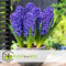 Plant in a Box - Hyacinthus Blue Trophy - 10x Winterharde Bloembollen Hyacinten - Vroegbloeiende Bollen voor de Tuin