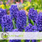 Plant in a Box - Hyacinthus Blue Trophy - 10x Winterharde Bloembollen Hyacinten - Vroegbloeiende Bollen voor de Tuin