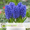 Plant in a Box - Hyacinthus Blue Trophy - 10x Winterharde Bloembollen Hyacinten - Vroegbloeiende Bollen voor de Tuin