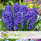 Plant in a Box - Hyacinthus Blue Trophy - 10x Winterharde Bloembollen Hyacinten - Vroegbloeiende Bollen voor de Tuin
