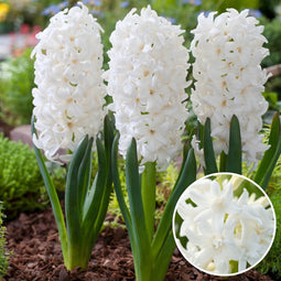 Plant in a Box - Hyacinthus Carnegie x10 - Hyacint - Winterharde bloembollen voor tuin, terras of balkon