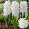 Plant in a Box - Hyacinthus Carnegie x10 - Hyacint - Winterharde bloembollen voor tuin, terras of balkon