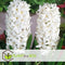 Plant in a Box - Hyacinthus Carnegie x10 - Hyacint - Winterharde bloembollen voor tuin, terras of balkon
