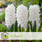Plant in a Box - Hyacinthus Carnegie x20 - Hyacint - Winterharde bloembollen voor tuin, terras of balkon