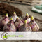 Plant in a Box - Hyacinthus Carnegie x20 - Hyacint - Winterharde bloembollen voor tuin, terras of balkon
