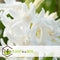 Plant in a Box - Hyacinthus Carnegie x20 - Hyacint - Winterharde bloembollen voor tuin, terras of balkon