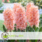 Plant in a Box - Hyacinthus Gipsy Queen - 10x Winterharde Bloembollen Hyacinten - Vroegbloeiende bloembollen voor de Tuin