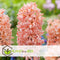 Plant in a Box - Hyacinthus Gipsy Queen - 10x Winterharde Bloembollen Hyacinten - Vroegbloeiende bloembollen voor de Tuin