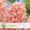 Plant in a Box - Hyacinthus Gipsy Queen - 10x Winterharde Bloembollen Hyacinten - Vroegbloeiende bloembollen voor de Tuin