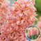 Plant in a Box - Hyacinthus Gipsy Queen - 10x Winterharde Bloembollen Hyacinten - Vroegbloeiende bloembollen voor de Tuin