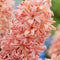 Plant in a Box - Hyacinthus Gipsy Queen - 20x Winterharde Bloembollen Hyacinten - Vroegbloeiende bloembollen voor de Tuin