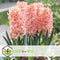 Plant in a Box - Hyacinthus Gipsy Queen - 20x Winterharde Bloembollen Hyacinten - Vroegbloeiende bloembollen voor de Tuin