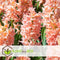 Plant in a Box - Hyacinthus Gipsy Queen - 20x Winterharde Bloembollen Hyacinten - Vroegbloeiende bloembollen voor de Tuin