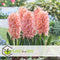 Plant in a Box - Hyacinthus Gipsy Queen - 20x Winterharde Bloembollen Hyacinten - Vroegbloeiende bloembollen voor de Tuin