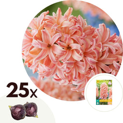 Plant in a Box - Hyacinthus Gipsy Queen - 25x Winterharde Bloembollen Hyacinten - Vroegbloeiende bloembollen voor de Tuin