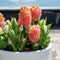 Plant in a Box - Hyacinthus Gipsy Queen - 25x Winterharde Bloembollen Hyacinten - Vroegbloeiende bloembollen voor de Tuin