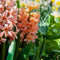 Plant in a Box - Hyacinthus Gipsy Queen - 25x Winterharde Bloembollen Hyacinten - Vroegbloeiende bloembollen voor de Tuin