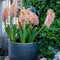 Plant in a Box - Hyacinthus Gipsy Queen - 25x Winterharde Bloembollen Hyacinten - Vroegbloeiende bloembollen voor de Tuin