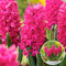 Plant in a Box - Hyacinthus Jan Bos x10 - Hyacint - Winterharde bloembollen voor tuin, terras of balkon