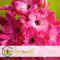 Plant in a Box - Hyacinthus Jan Bos x10 - Hyacint - Winterharde bloembollen voor tuin, terras of balkon