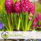 Plant in a Box - Hyacinthus Jan Bos x10 - Hyacint - Winterharde bloembollen voor tuin, terras of balkon
