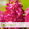 Plant in a Box - Hyacinthus Jan Bos x10 - Hyacint - Winterharde bloembollen voor tuin, terras of balkon