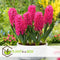 Plant in a Box - Hyacinthus Jan Bos x10 - Hyacint - Winterharde bloembollen voor tuin, terras of balkon