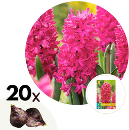 Plant in a Box - Hyacinthus Jan Bos x20 - Hyacint - Winterharde bloembollen voor tuin, terras of balkon