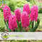 Plant in a Box - Hyacinthus Jan Bos x20 - Hyacint - Winterharde bloembollen voor tuin, terras of balkon