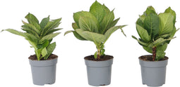 Plant in a Box - Hydrangea bicolor 'Bavaria' Blue - Set van 3 - Tweekleurige hortensia - Pot 9cm - Hoogte 25-40cm