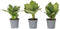 Plant in a Box - Hydrangea bicolor 'Bavaria' Blue - Set van 3 - Tweekleurige hortensia - Pot 9cm - Hoogte 25-40cm