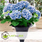 Plant in a Box - Hydrangea bicolor 'Bavaria' Blue - Set van 3 - Tweekleurige hortensia - Pot 9cm - Hoogte 25-40cm