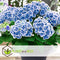 Plant in a Box - Hydrangea bicolor 'Bavaria' Blue - Set van 3 - Tweekleurige hortensia - Pot 9cm - Hoogte 25-40cm