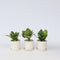Plant in a Box - Hydrangea bicolor 'Bavaria' Blue - Set van 3 - Tweekleurige hortensia - Pot 9cm - Hoogte 25-40cm