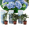 Plant in a Box - Hydrangea bicolor 'Bavaria' Blue - Set van 3 - Tweekleurige hortensia - Pot 9cm - Hoogte 25-40cm