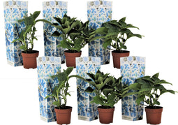 Plant in a Box - Hydrangea bicolor 'Bavaria' Blue - Set van 6 - Tweekleurige hortensia - Pot 9cm - Hoogte 25-40cm
