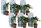 Plant in a Box - Hydrangea bicolor 'Bavaria' Blue - Set van 6 - Tweekleurige hortensia - Pot 9cm - Hoogte 25-40cm