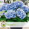Plant in a Box - Hydrangea bicolor 'Bavaria' Blue - Set van 6 - Tweekleurige hortensia - Pot 9cm - Hoogte 25-40cm