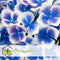 Plant in a Box - Hydrangea bicolor 'Bavaria' Blue - Set van 6 - Tweekleurige hortensia - Pot 9cm - Hoogte 25-40cm