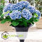 Plant in a Box - Hydrangea bicolor 'Bavaria' Blue - Set van 6 - Tweekleurige hortensia - Pot 9cm - Hoogte 25-40cm