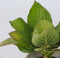 Plant in a Box - Hydrangea bicolor 'Bavaria' Blue - Set van 6 - Tweekleurige hortensia - Pot 9cm - Hoogte 25-40cm