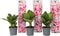 Plant in a Box - Hydrangea bicolor 'Camilla' Roze - Set van 3 - Tweekleurige hortensia - Pot 9cm - Hoogte 25-40cm
