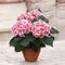 Plant in a Box - Hydrangea bicolor 'Camilla' Roze - Set van 3 - Tweekleurige hortensia - Pot 9cm - Hoogte 25-40cm
