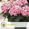 Plant in a Box - Hydrangea bicolor 'Camilla' Roze - Set van 3 - Tweekleurige hortensia - Pot 9cm - Hoogte 25-40cm