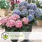 Plant in a Box - Hydrangea bicolor 'Camilla' Roze - Set van 3 - Tweekleurige hortensia - Pot 9cm - Hoogte 25-40cm
