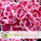 Plant in a Box - Hydrangea bicolor 'Camilla' Roze - Set van 3 - Tweekleurige hortensia - Pot 9cm - Hoogte 25-40cm
